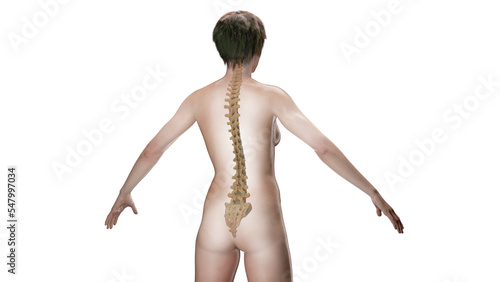 3D Rendered Medical Illustration of Female Anatomy - The Spine. photo