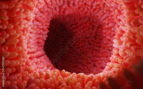Model of the small intestine in the human body. Microvilli on the surface of digestive system or intestinal tract. anatomy, biology, science, medicine, medical and healthcare concepts. 3D rendering.