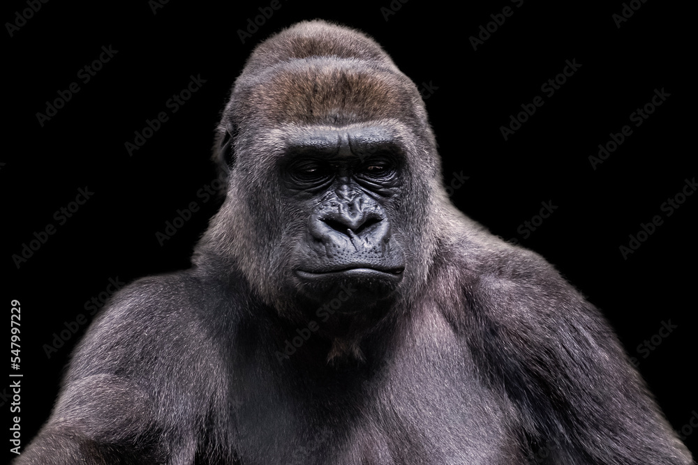 Adult male gorilla silverback on black background