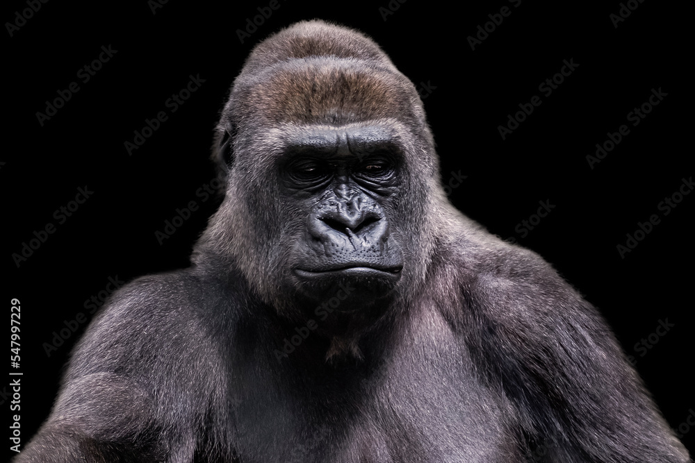 Adult male gorilla silverback on black background Adult male gorilla silverback on black background