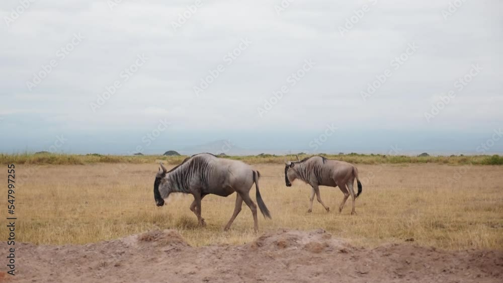 panning shot next to two wildebeest walking calmly across the grasslands of africa. close-up shot panning shot next to two wildebeest walking calmly across the grasslands of africa. close-up shot
