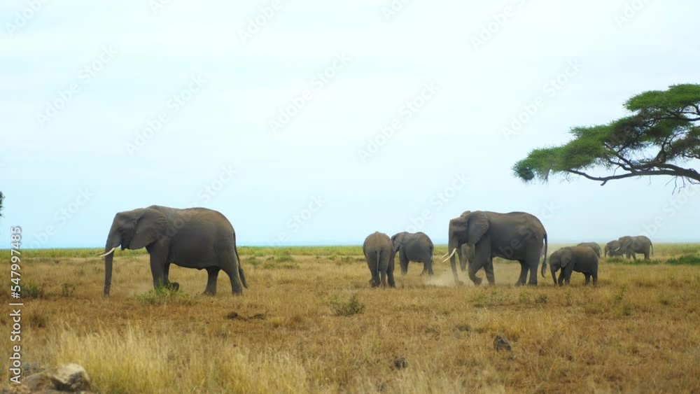 a herd of elephants digging holes in the ground in the african savannah a herd of elephants digging holes in the ground in the african savannah
