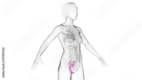 3D Rendered Medical Illustration of Female Anatomy - The Reproductive System.