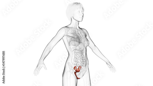 3D Rendered Medical Illustration of Female Anatomy - The Reproductive System