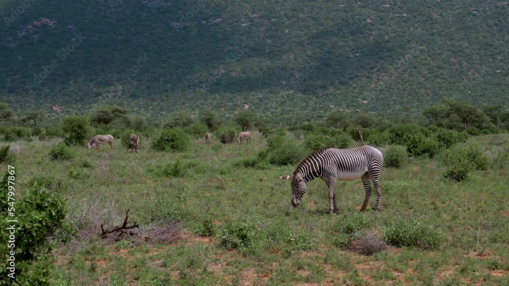 in the foreground of a mountain stands in the grass of the savannah a rare and protected Grevy's zebra with its round ears and thin stripes in the foreground of a mountain stands in the grass of the savannah a rare and protected Grevy's zebra with its round ears and thin stripes