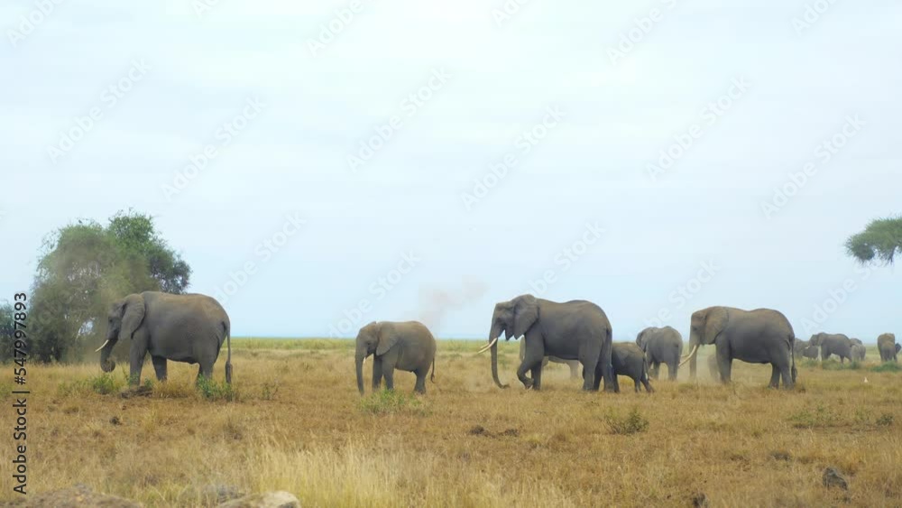 a herd of elephants digging pits and throwing the dust over their backs in the african savannah. wide shot a herd of elephants digging pits and throwing the dust over their backs in the african savannah. wide shot