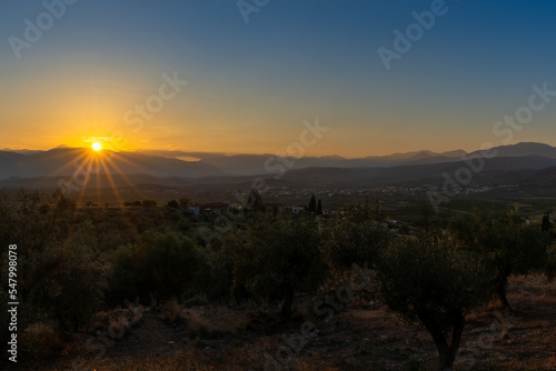 sunset landscape of olive groves and gentle rolling hills on the Peloponnese of Greece