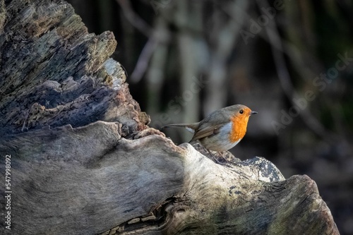 Fototapeta Closeup of a Robin redbreast bird on a wooden surface on a sunny day