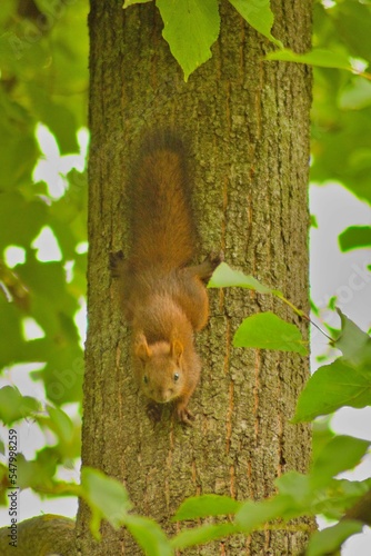 Closeup of a squirrel on a tree in a park photo