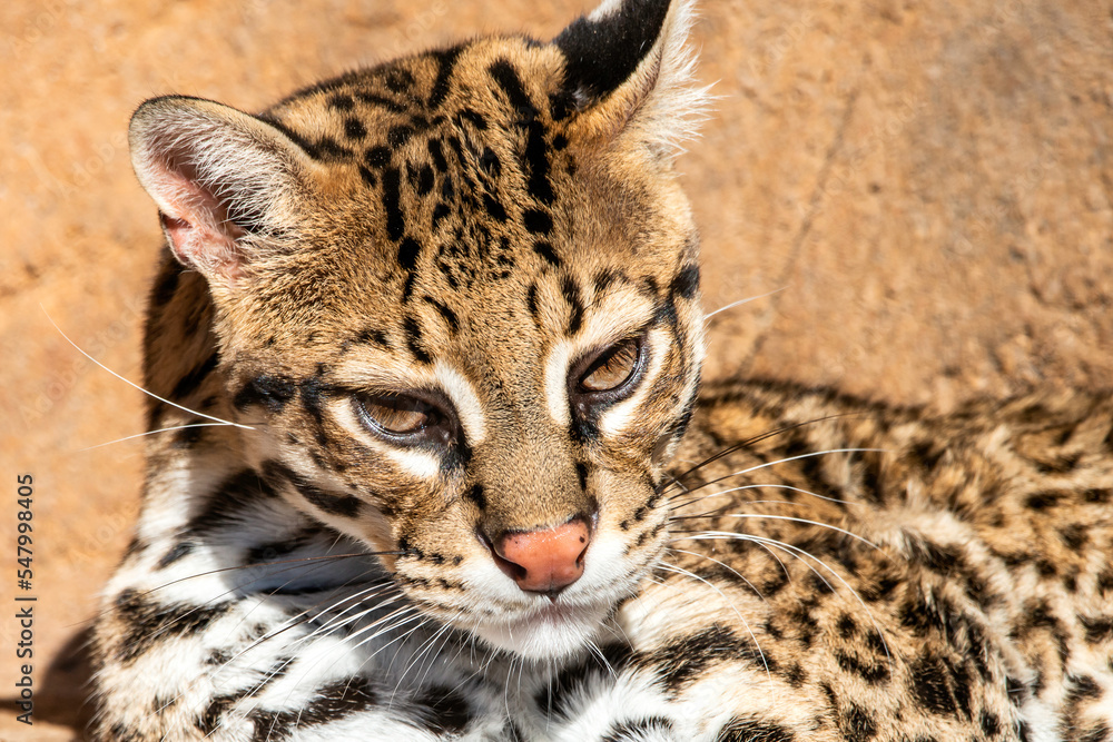 Fototapeta premium Ocelot portrait