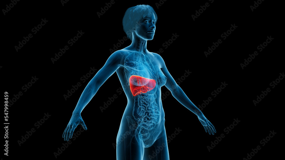 3D Rendered Medical Illustration of Female Anatomy - The Liver. 3D Rendered Medical Illustration of Female Anatomy - The Liver.