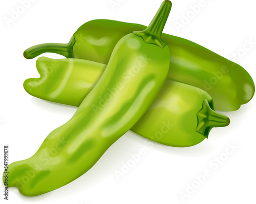 Group of Shishito green pepper. Capsicum annuum. Chili pepper. Fresh organic vegetables. Vector illustration isolated on white background.