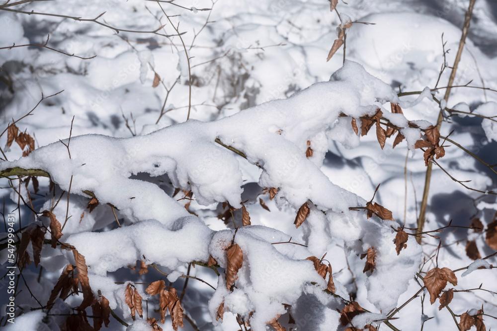 Snow-covered bushes in a forest in Taunus/Germany