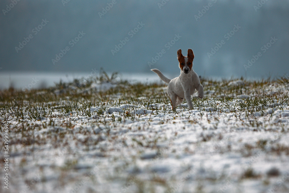 Jack russel