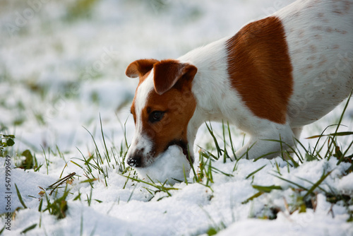 Jack russel