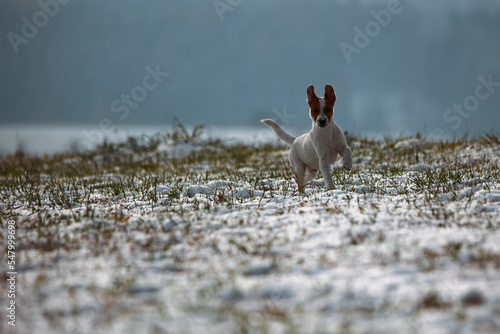 Obraz na płótnie Jack russel w salonie
