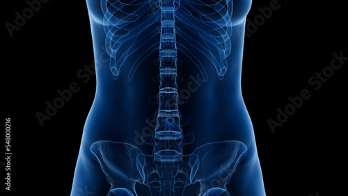 3D Rendered Medical Illustration of Female Anatomy - The skeletal system photo