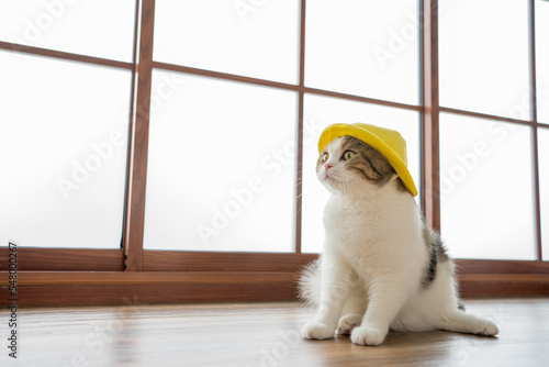 Photography travel japan concept with scottish cat wear yellow hat