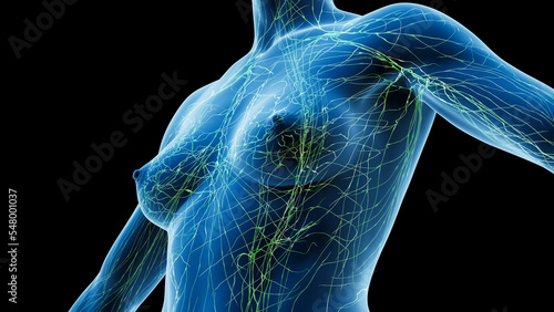 3D Rendered Medical Illustration of Female Anatomy - lymphatic. photo