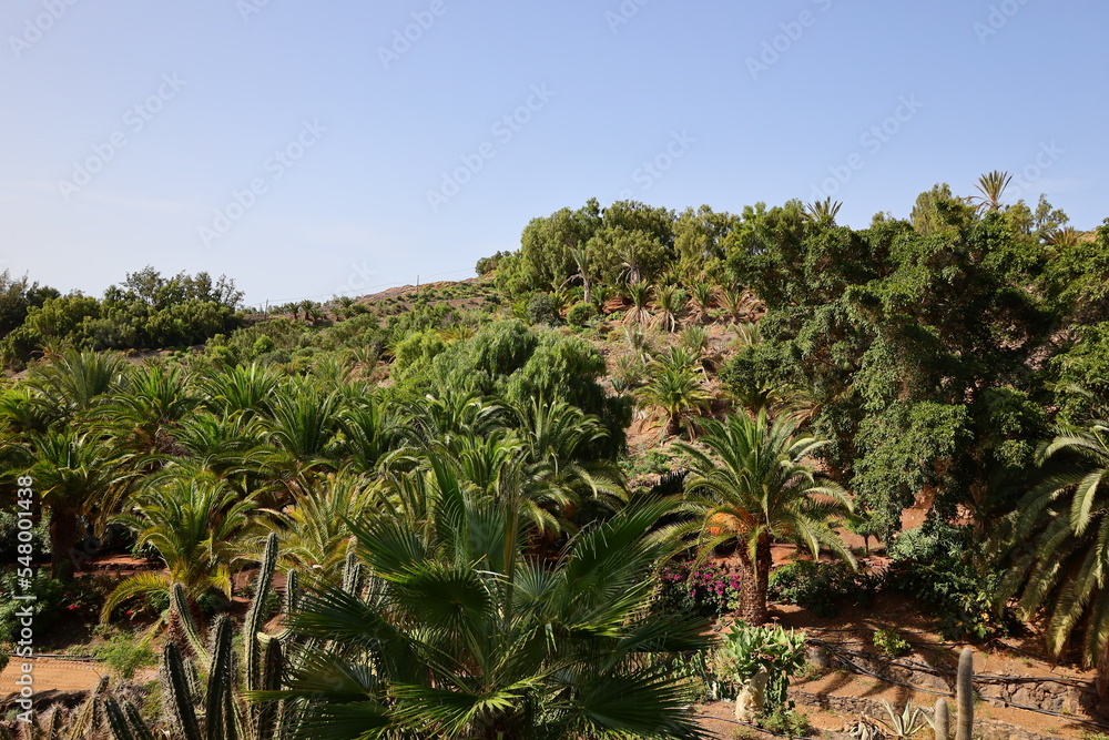 The Fuerteventura Botanical Garden
The Fuerteventura Botanical Garden