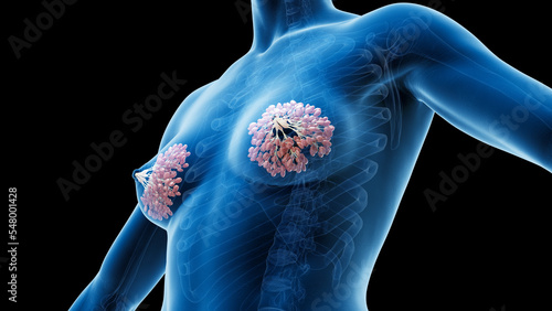 3D Rendered Medical Illustration of Female Anatomy - mammary glands. photo