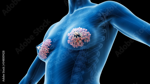 3D Rendered Medical Illustration of Female Anatomy - mammary glands.