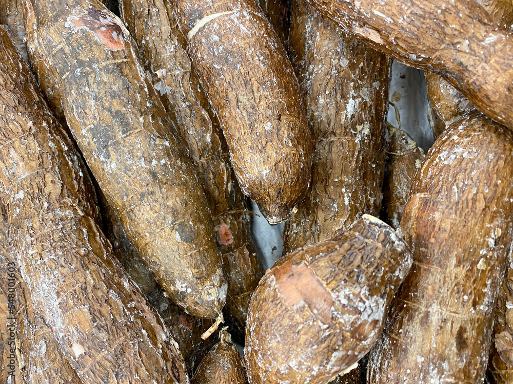 cassava, also known as manioc, yuca, balinghoy, mono roots, native to South America and West Africa