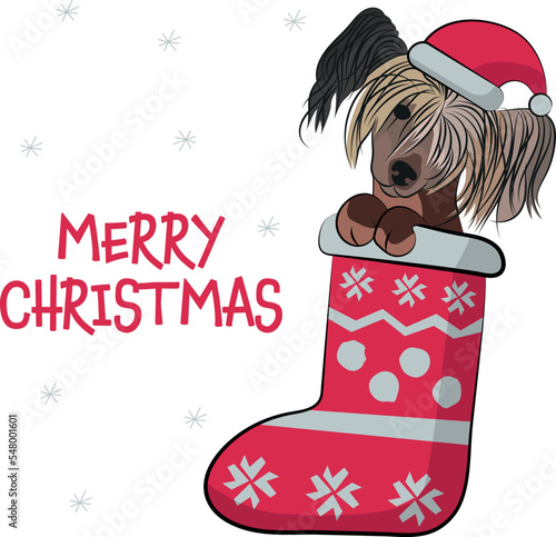 Funny Chinese Crested dog with paws in Christmas stocking. Funny holiday greeting card with a cute dog head.New year postcard. Winter gift, pet in socks, cute X-mas design with a favorite pet in a hat