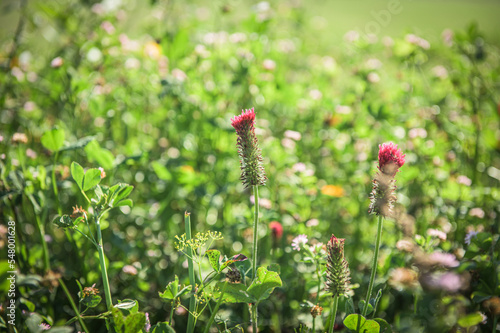 Blüten Inkarnatklee Trifolium incarnatum im Gegenlicht vor unscharfem Hintergrund 