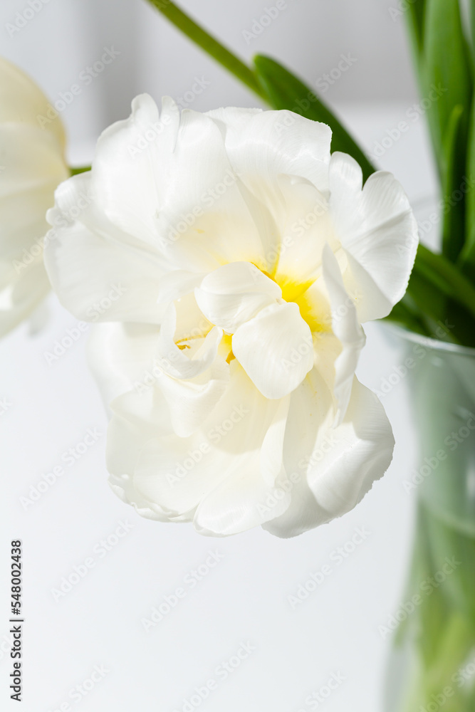 Fototapeta premium Light tulip close up spring flowers in vase