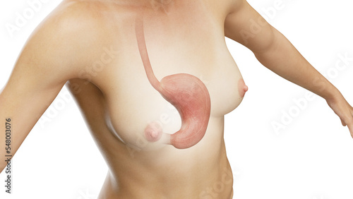 3D Rendered Medical Illustration of Female Anatomy - Stomach. photo