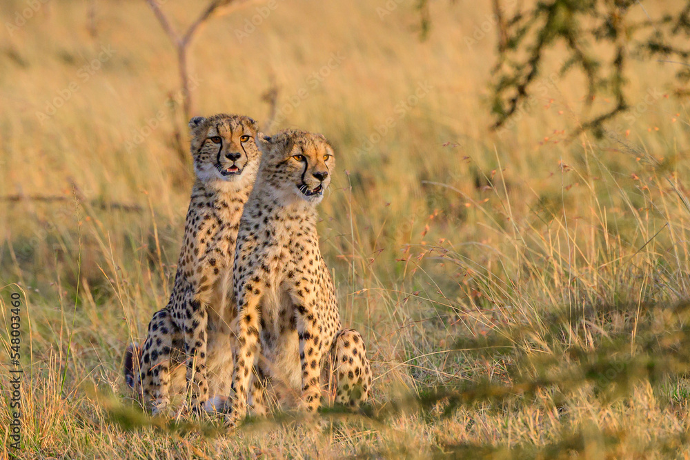 Naklejka premium cheetah cubs in the savannah
