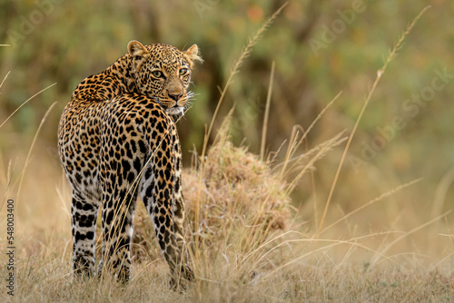 leopard in the grass photo