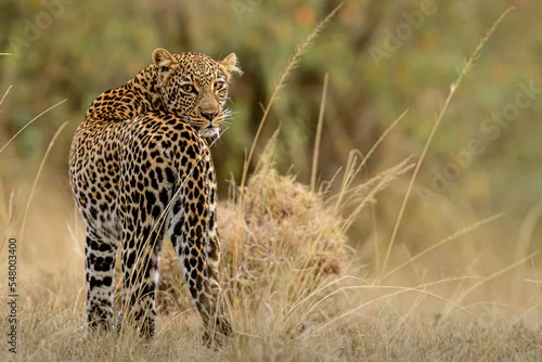 Obraz leopard in the grass