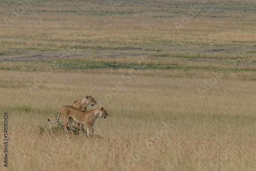 lioness and cub © MATRISHVABHASKAR
