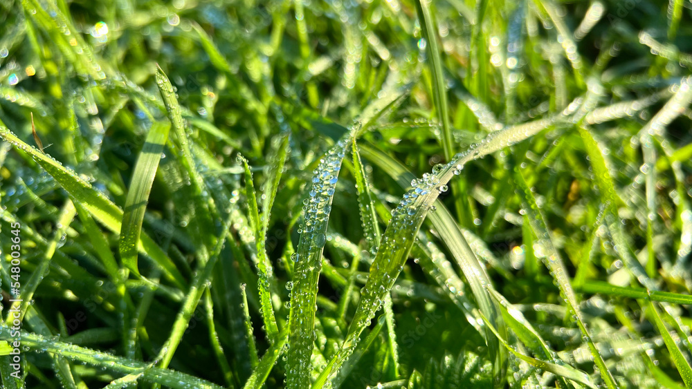 Nature desktop wallpaper dew in the green grass. High quality photo Nature desktop wallpaper dew in the green grass. High quality photo