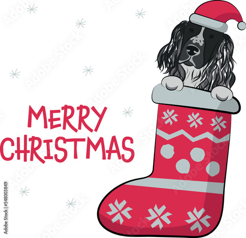 Funny Springer Spaniel dog with paws in Christmas stocking. Funny holiday greeting card with a cute dog head. New year postcard. Winter gift, pet in socks, cute X-mas design with a favorite pet in hat