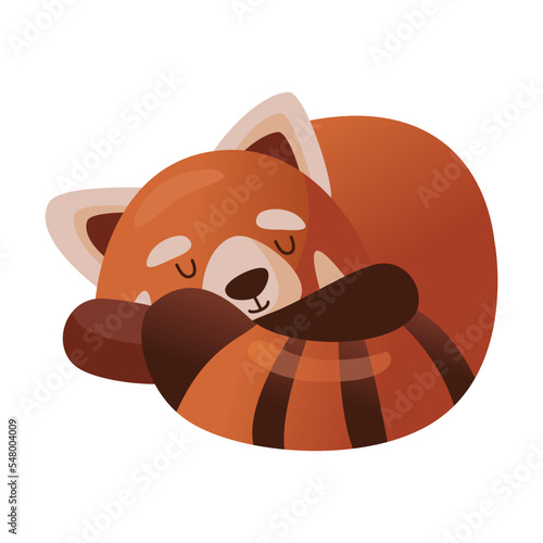 Cute cartoon red panda sleeps curled up in ball and covered with tail. Vector illustration of Chinese animal character from wild forest or pet from zoo. Wildlife nature concept