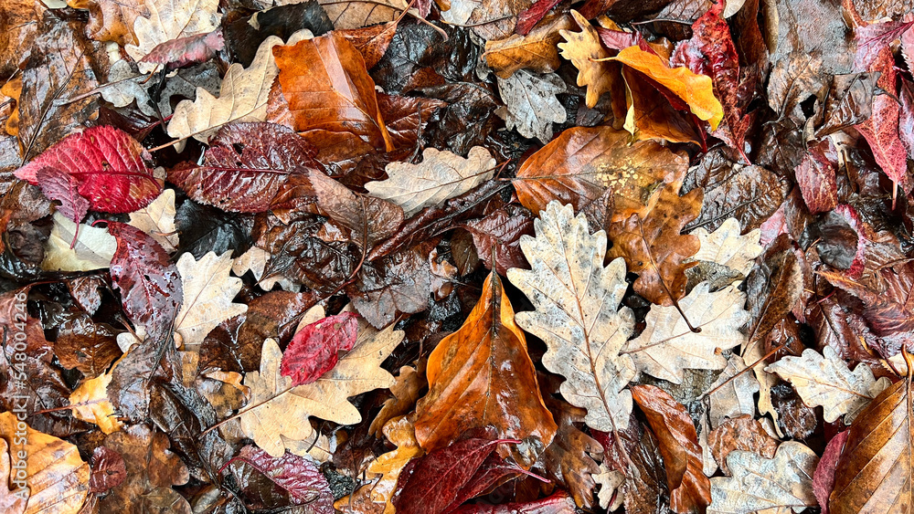 Autumn leaves nature wallpaper, brown and yellow . High quality photo Autumn leaves nature wallpaper, brown and yellow . High quality photo