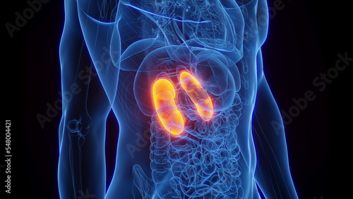 3D Rendered Medical Illustration of Male Anatomy - The Kidneys.