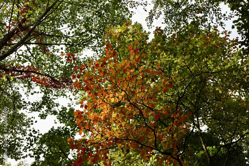 Fototapeta premium The green and orange leaves in the tall trees.