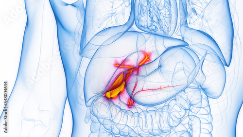 3D rendered Medical Illustration of Male Anatomy - Gallbladder. photo