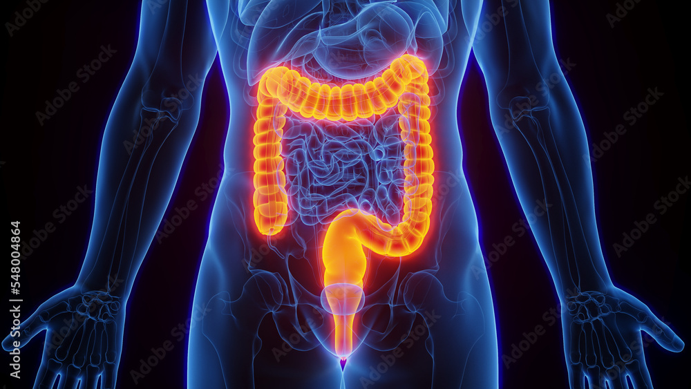 3D Rendered Medical Illustration of Male Anatomy - The Colon. Plain Black Background. 3D Rendered Medical Illustration of Male Anatomy - The Colon. Plain Black Background.