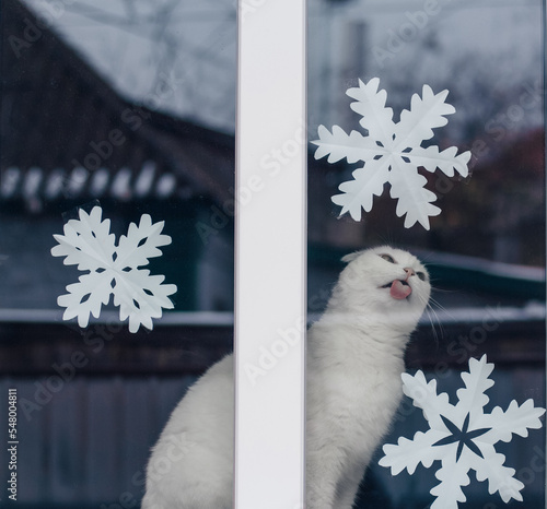 White lop-eared cat in the window of the house in winter. New Year's snowflakes are pasted on the window. The cat licks the glass. Pink tongue of a cat. New year and Christmas 2023 © Dubnytskaya Photo