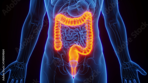 Foto 3D Rendered Medical Illustration of Male Anatomy - The Colon