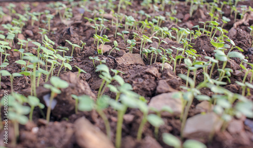 turnip seeds growing fast in a greenhouse