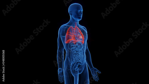 3D Rendered Medical Illustration of Male Anatomy - Lung Cancer.