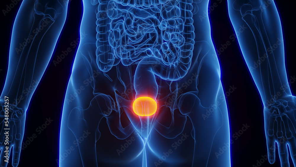 3D Rendered Medical Illustration of Male Anatomy - The Urinary Bladder