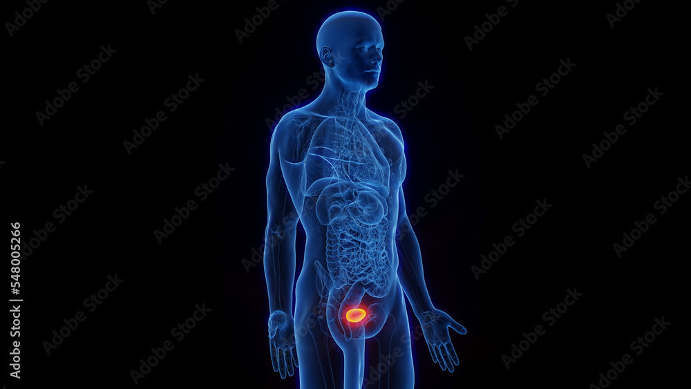3D Rendered Medical Illustration of Male Anatomy - The Urinary Bladder. 3D Rendered Medical Illustration of Male Anatomy - The Urinary Bladder.