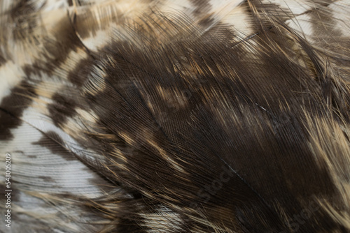hawk feathers with visible detail. background or texture